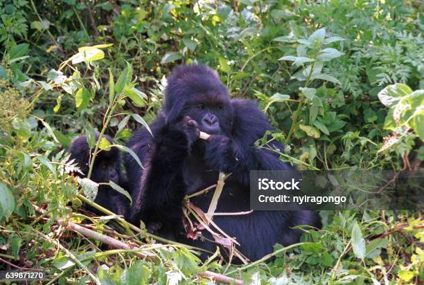 Mountain Gorilla Volcano National Park Rwanda Stock Photo - Download Image Now - Africa, Animal, Animal Body