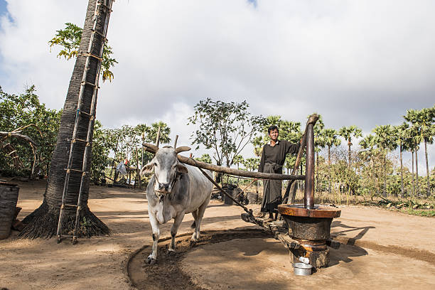 Bagan, Myanmar - February 18, 2014: In the Bagan region of Myanmar a farmer dressed in traditional longyi (lunghi) is pulled by a bullock as they circle a grinding stone to extract the juice from the Toddy Palm (Borassus flabellifer) fruit. The sap may be drunk fresh, fermented into palm wine or boiled into jaggery (toddy palm candy). A bamboo ladder is attached to the trunk of a palm. In the background a row of Toddy Palms, leafy trees, earthenware pots and cut off tree trunks.