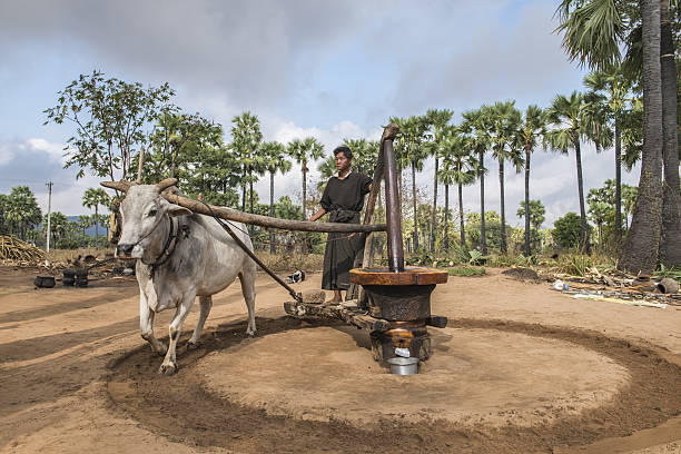 Bagan, Myanmar - February 18, 2014: In the Bagan region of Myanmar a farmer dressed in traditional longyi (lunghi) is pulled by a bullock as they circle a grinding stone to extract the juice from the Toddy Palm (Borassus flabellifer) fruit. The sap may be drunk fresh, fermented into palm wine or boiled into jaggery (toddy palm candy). In the background a row of Toddy Palms, a sleeping dog and earthenware pots.