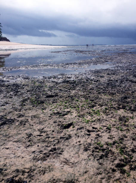 istock Reefs by the beach at low tide 639872186