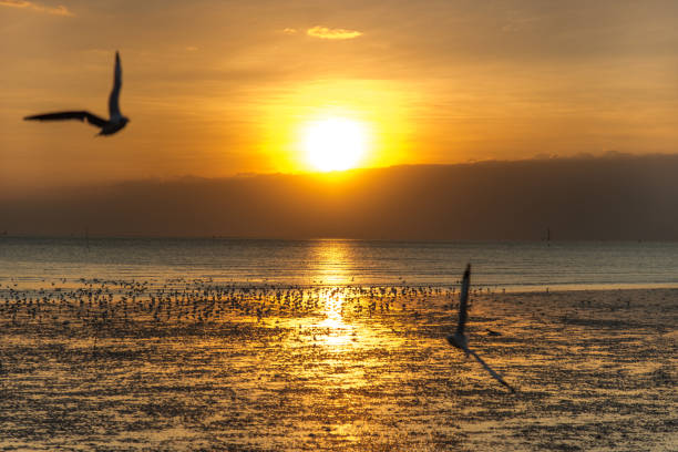 istock Tranquil scene with seagull flying at sunset 639873406