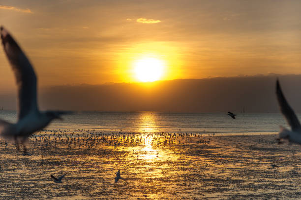 istock Tranquil scene with seagull flying at sunset 639873444