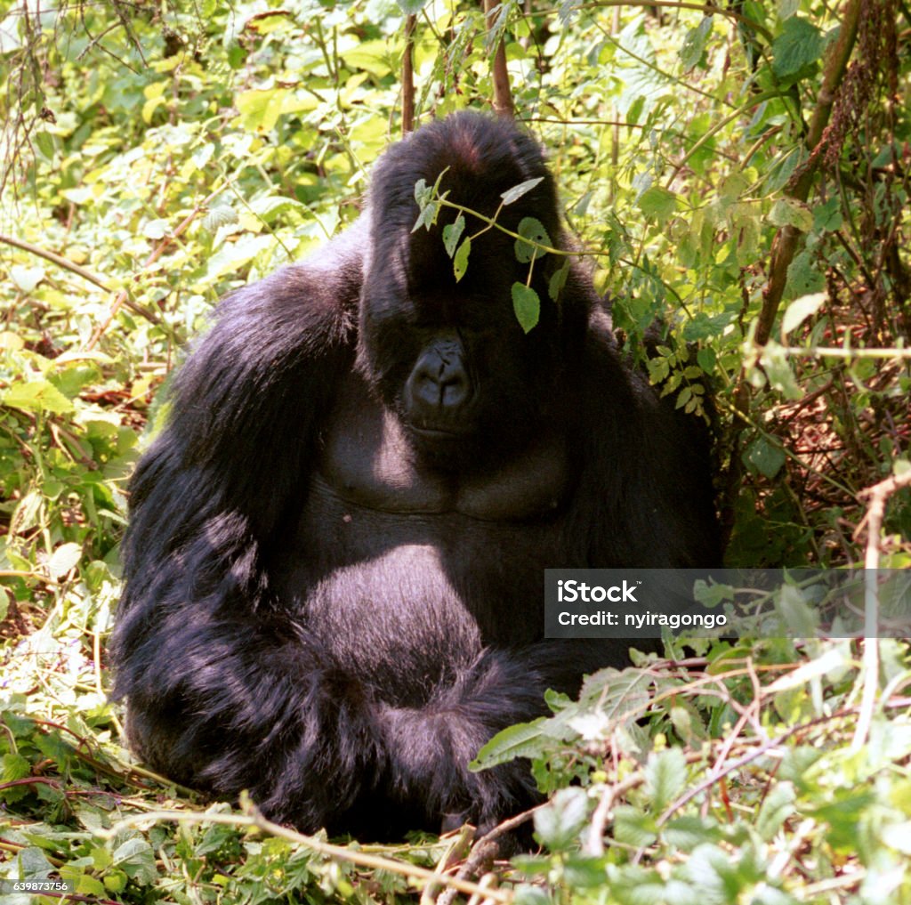Mountain gorilla, Volcano National Park, Rwanda Mountain gorilla in Volcano National Park, Rwanda. Africa Stock Photo