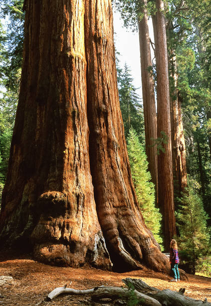 istock Giant Sequoia tree named General Sherman Tree, MR on file 639874354