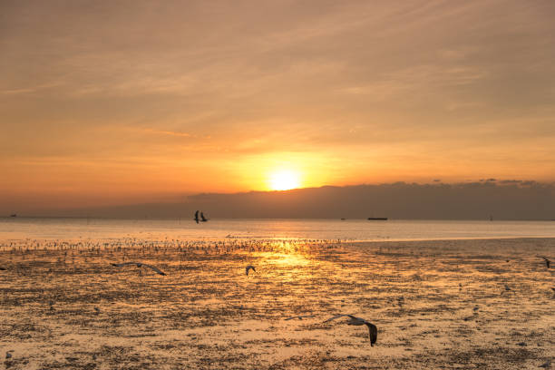 istock Tranquil scene with seagull flying at sunset 639874380