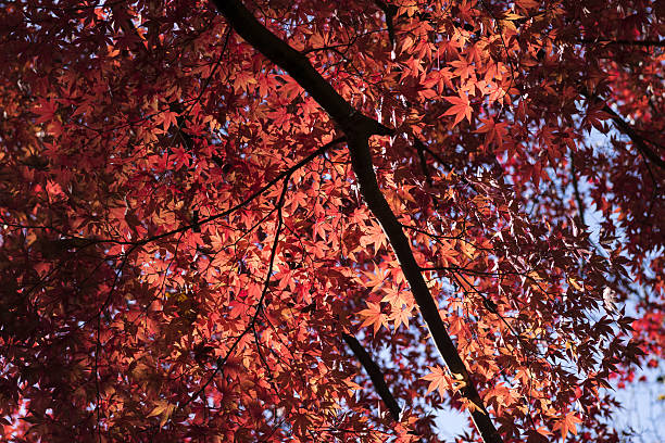 istock Autumn colors 639874534