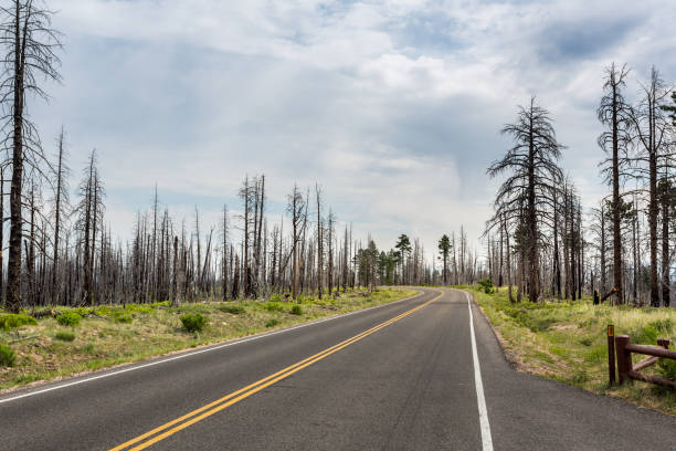 istock Asphalt road through deadwood 639874554