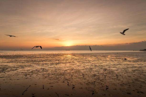 istock Tranquil scene with seagull flying at sunset 639874808
