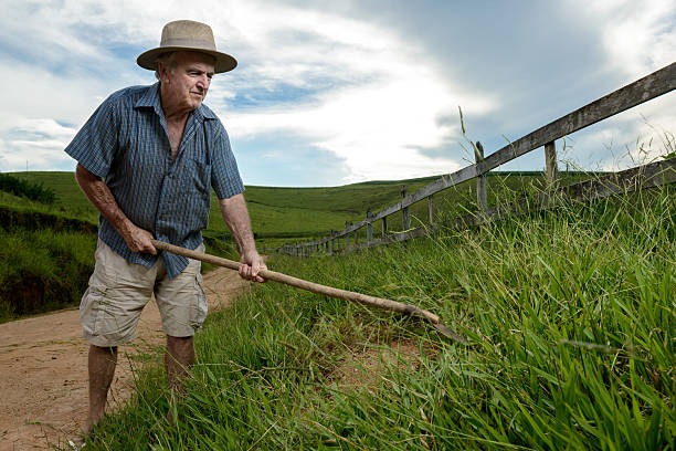 istock Old rural worker weeding farm grass, Brazil 639874946