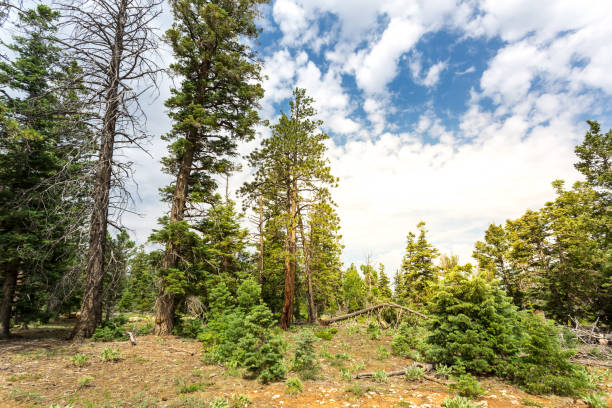 istock Pine tree forest with dry soil at Bryce Canyon 639875016
