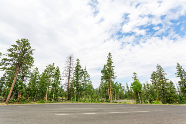 istock Forest road against blue sky. 639875062