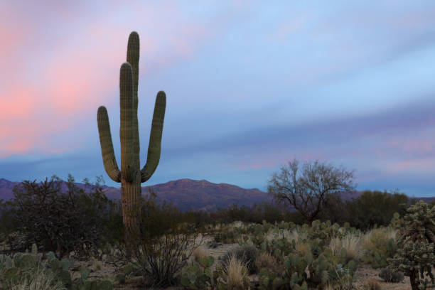 istock View of the Sonora Desert at sunset 639875184