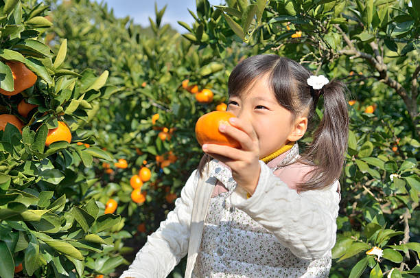 istock Japanese girl picking orange 639877348