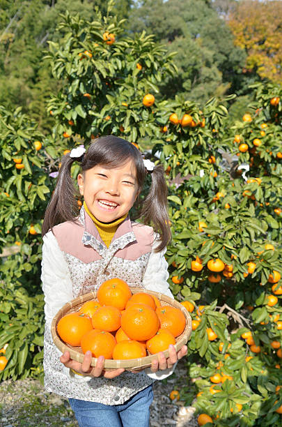 istock Japanese girl picking orange 639877498