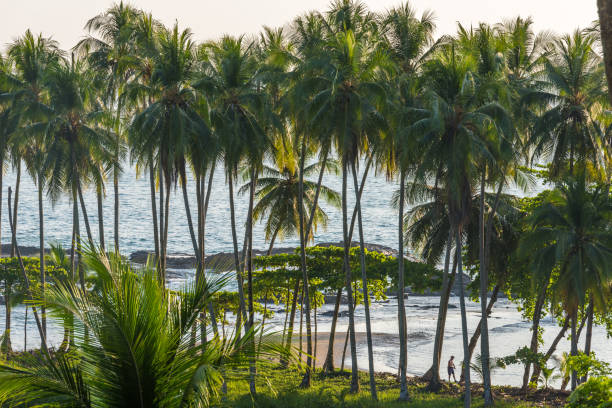 Beautiful beach in Costa Rica - pacific coast Playa hermosa en Costa Rica - pacific coast - wild beach with rainforest corcovado stock pictures, royalty-free photos & images