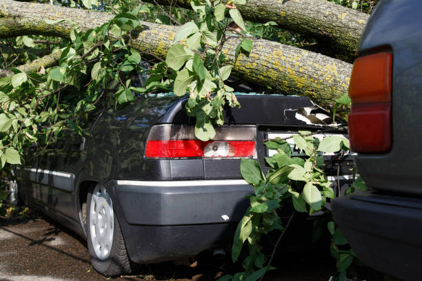 Big tree fall down on car during hurricane Big tree fall down on car during hurricane. Insurance problem, bad luck, car parking concept kurma stock pictures, royalty-free photos & images