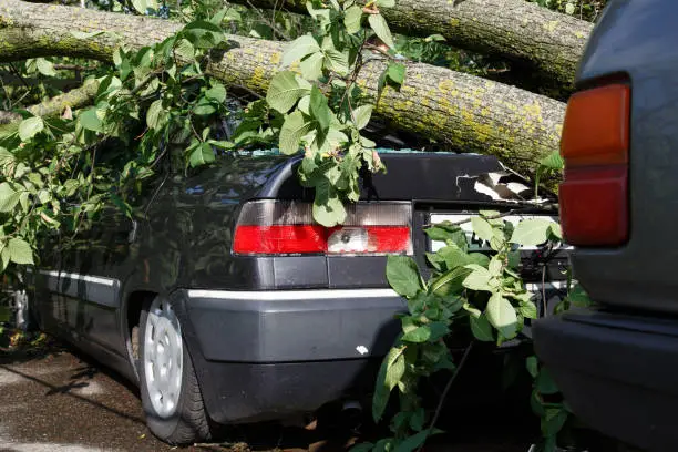 Big tree fall down on car during hurricane. Insurance problem, bad luck, car parking concept