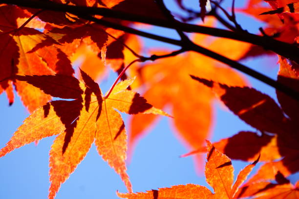 istock Japanese Maple Leaves 08 639879378