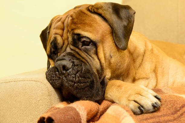 istock bullmastiff dog resting 639879442