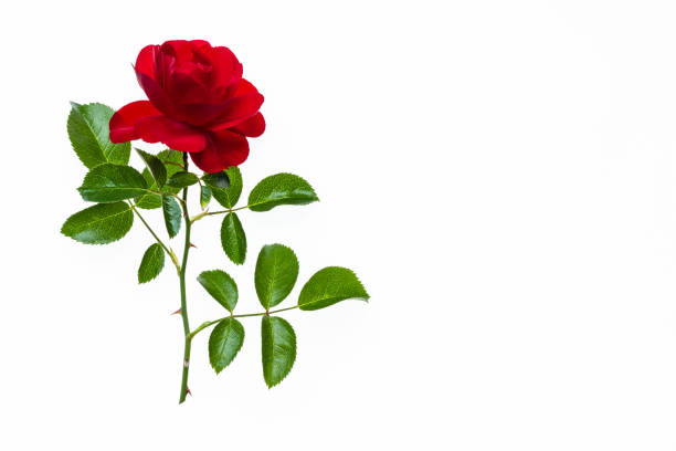 Rose in garden