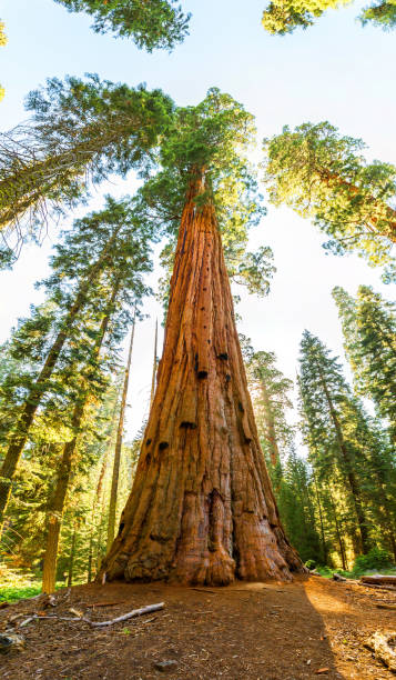 istock Giant Sequoia redwood trees with blue sky 639880202
