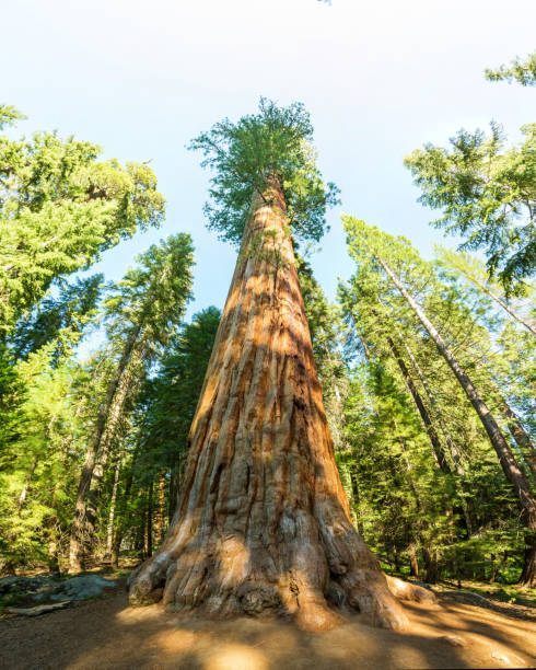 istock Giant Sequoia redwood trees with blue sky 639880248