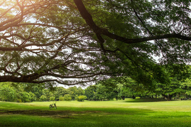 istock Bicycle under the Big Tree in Park 639881968