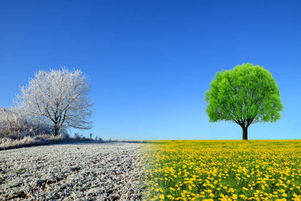 paysage d’hiver et de printemps avec ciel bleu. - dandelion snow photos et images de collection