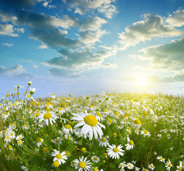 istock Daisy blooming in the meadow at sunset. 639882620