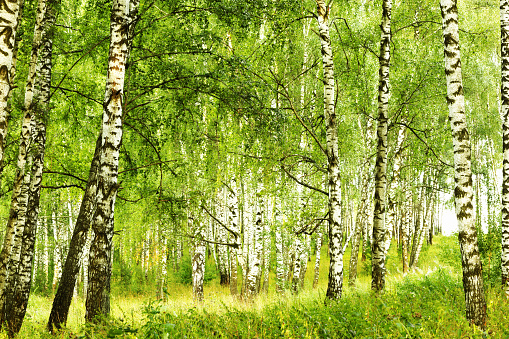 Dry, yellow fern in the birch forest