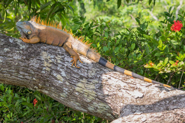 istock Male green Iguana lying on a tree trunk in Belize 639887728