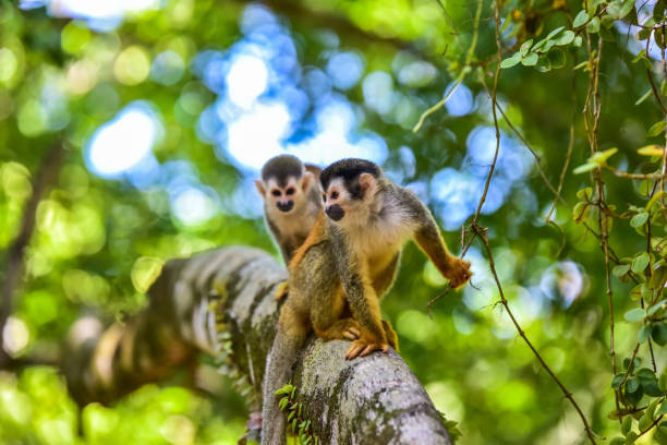 Squirrel Monkey on branch of tree - animals in wilderness