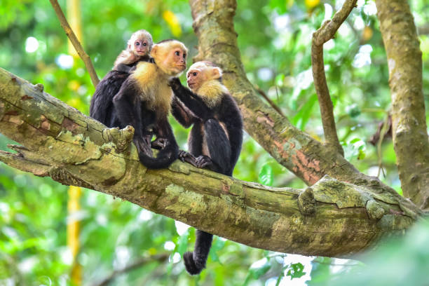Capuchin Monkey on branch of tree - animals in wilderness Capuchin Monkey on branch of tree in tropical rainforest - animals in wilderness manuel antonio national park stock pictures, royalty-free photos & images