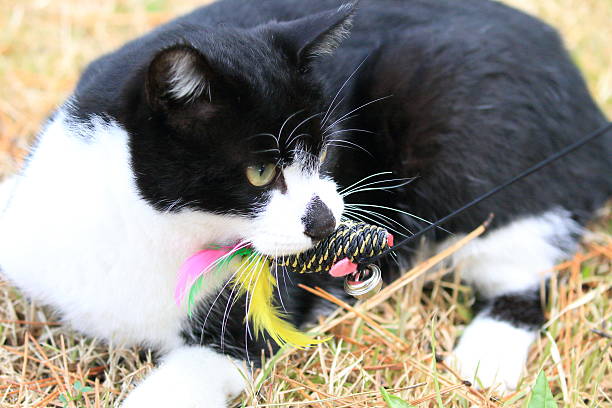 istock Wild cat playing with a toy 639889046
