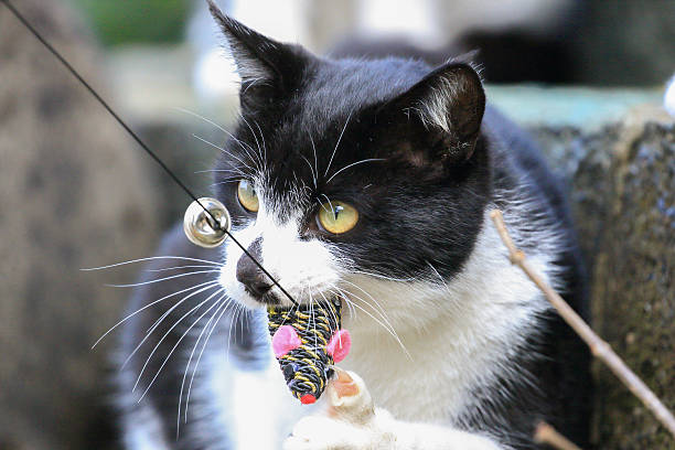 istock Wild cat playing with a toy 639889236