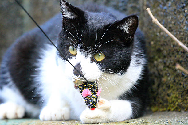 istock Wild cat playing with a toy 639889420