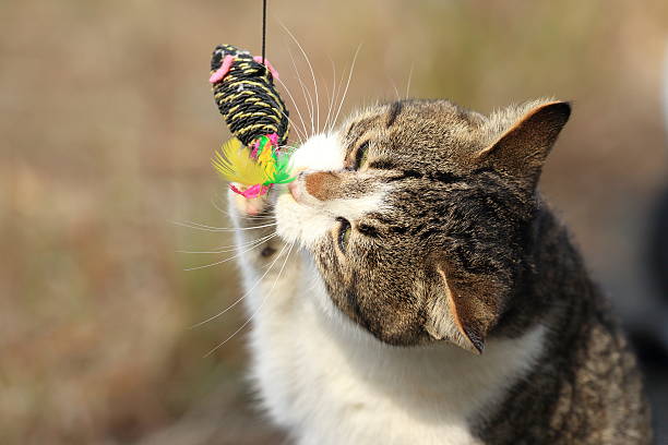 istock Wild cat playing with a toy 639889718