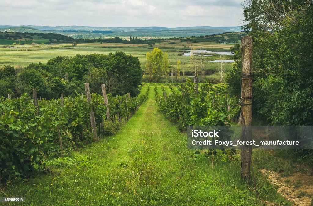 Wineyards in Tihany peninsula at lake Balaton, Hungary Wineyards in Tihany peninsula at lake Balaton on clear summer day, Hungary Lake Balaton Stock Photo