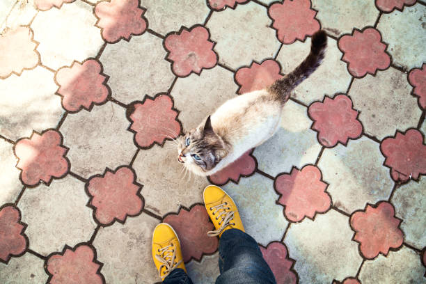 pieds de chat et de fille thaïlandais en chaussures jaunes vue de dessus - human leg jeans converse shoe photos et images de collection