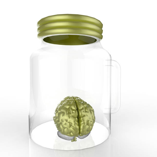 istock Human brain in a glass jar 3d rendering 639892024