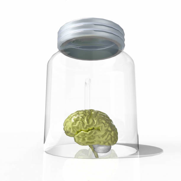 istock Human brain in a glass jar 3d rendering 639892042