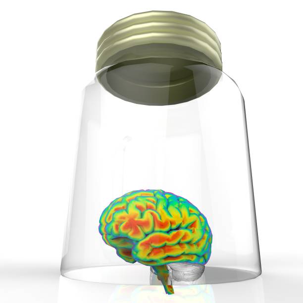 istock Human brain in a glass jar 3d rendering 639892052
