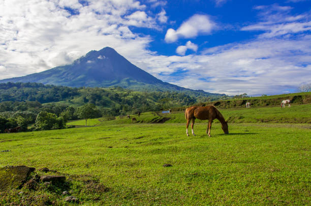 istock Vulcano Arenal - Horses on pasture 639892536