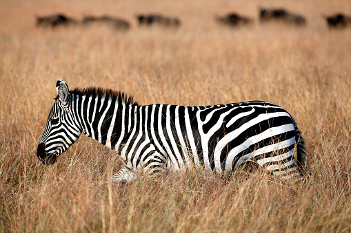 Zebra and Gnus (wildebeest) at Masai Mara and They are coming from Serengeti to Masai Mara which name is Great Migration