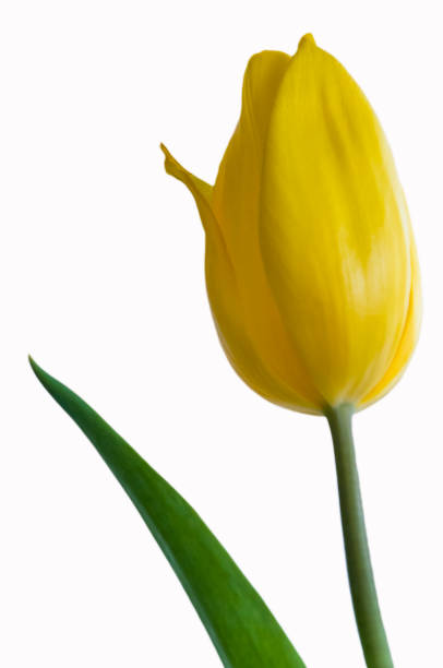 istock Yellow tulip flower on the white background 639892820