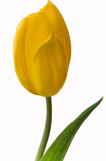 istock Yellow tulip flower on the white background 639892904