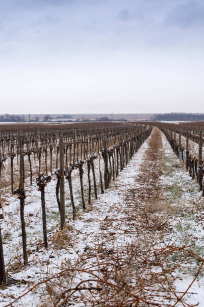 istock Vineyard in Cold Winter Day with Snow Covered Vines 639895298