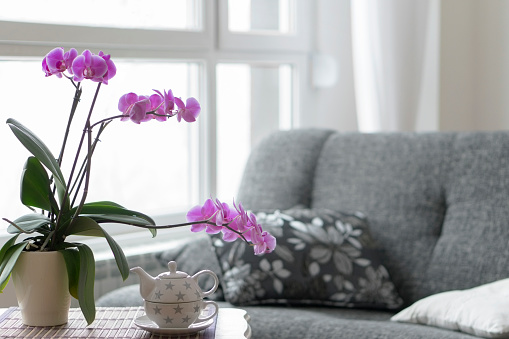 Close-up of empty living room with a purple orchid.