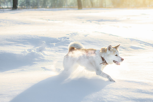 Beautiful Japanese dog Akita Inu steps on white fluffy snow in the forest during a fabulous sunset.