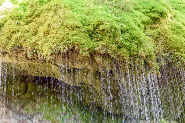 Moss on rocks at Small river Muak Lek in Saraburi province